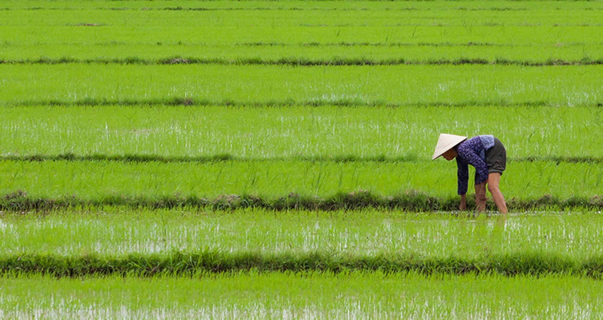 Vietnam rice field